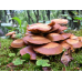 Мицелий Опенка летнего / Опенок липовый (Kuehneromyces mutabilis) Мицелий Опенка летнего / Опенок липовый (Kuehneromyces mutabilis)